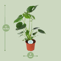 Monstera deliciosa – Gatenplant