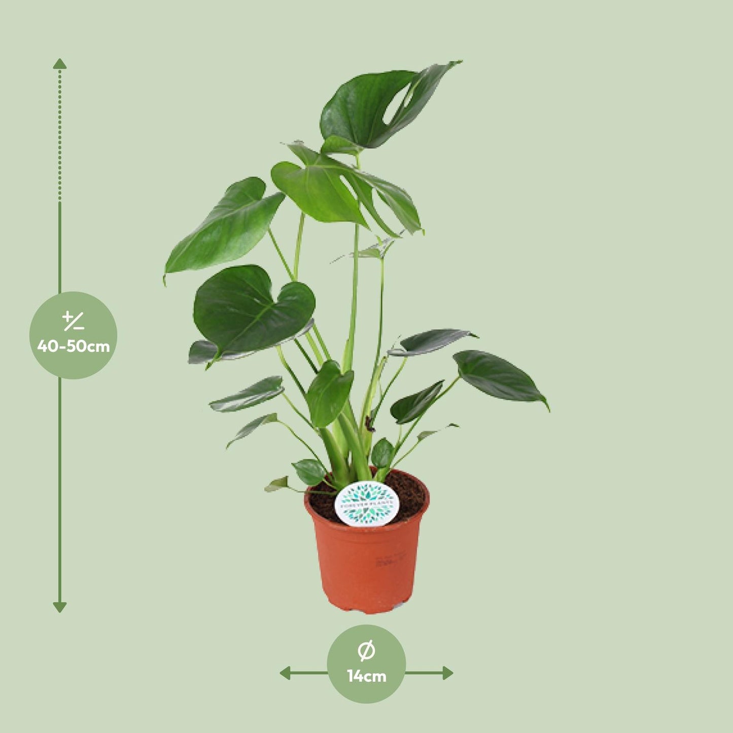 Monstera deliciosa – Gatenplant