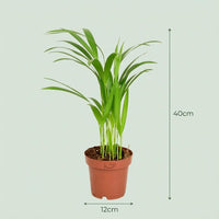 Areca Palm – Goudpalm kamerplant