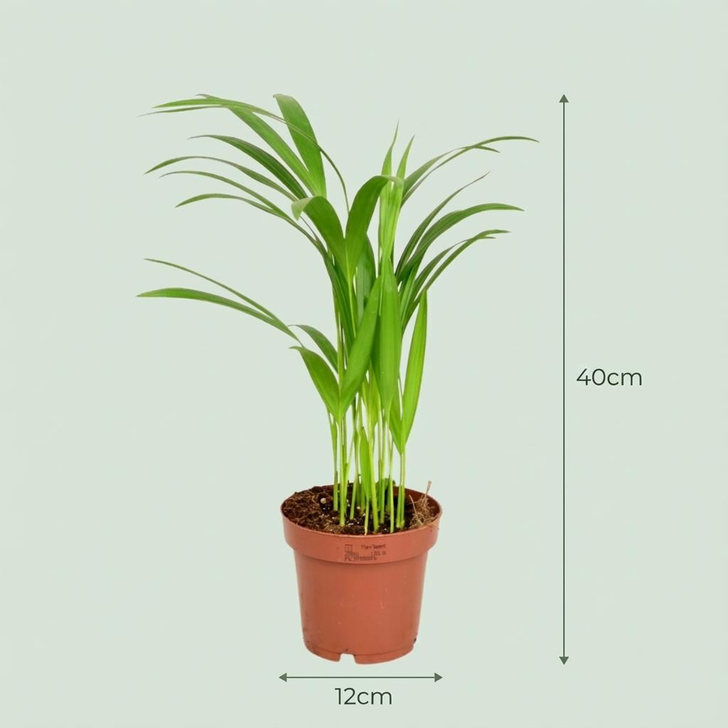 Areca Palm – Goudpalm kamerplant