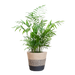 Chamadorea Elegans met Mand Lissabon zwart - 55cm - Ø17