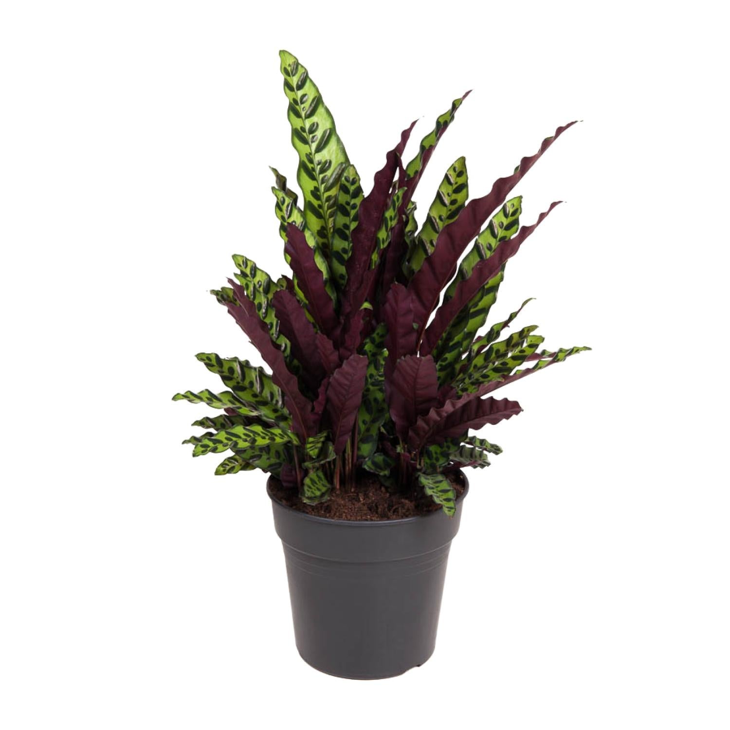 Calathea Lancifolia – Rattlesnake plant kamerplant
