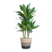 Dracaena  Janet Lindt met Mand Lissabon zwart - 95cm - Ø21