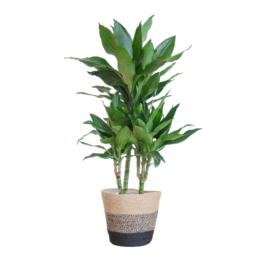 Dracaena  Janet Lindt met Mand Lissabon zwart - 95cm - Ø21