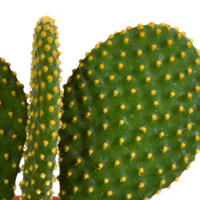 Cactus mix 10.5 cm - 3x - 12cm zonder pot
