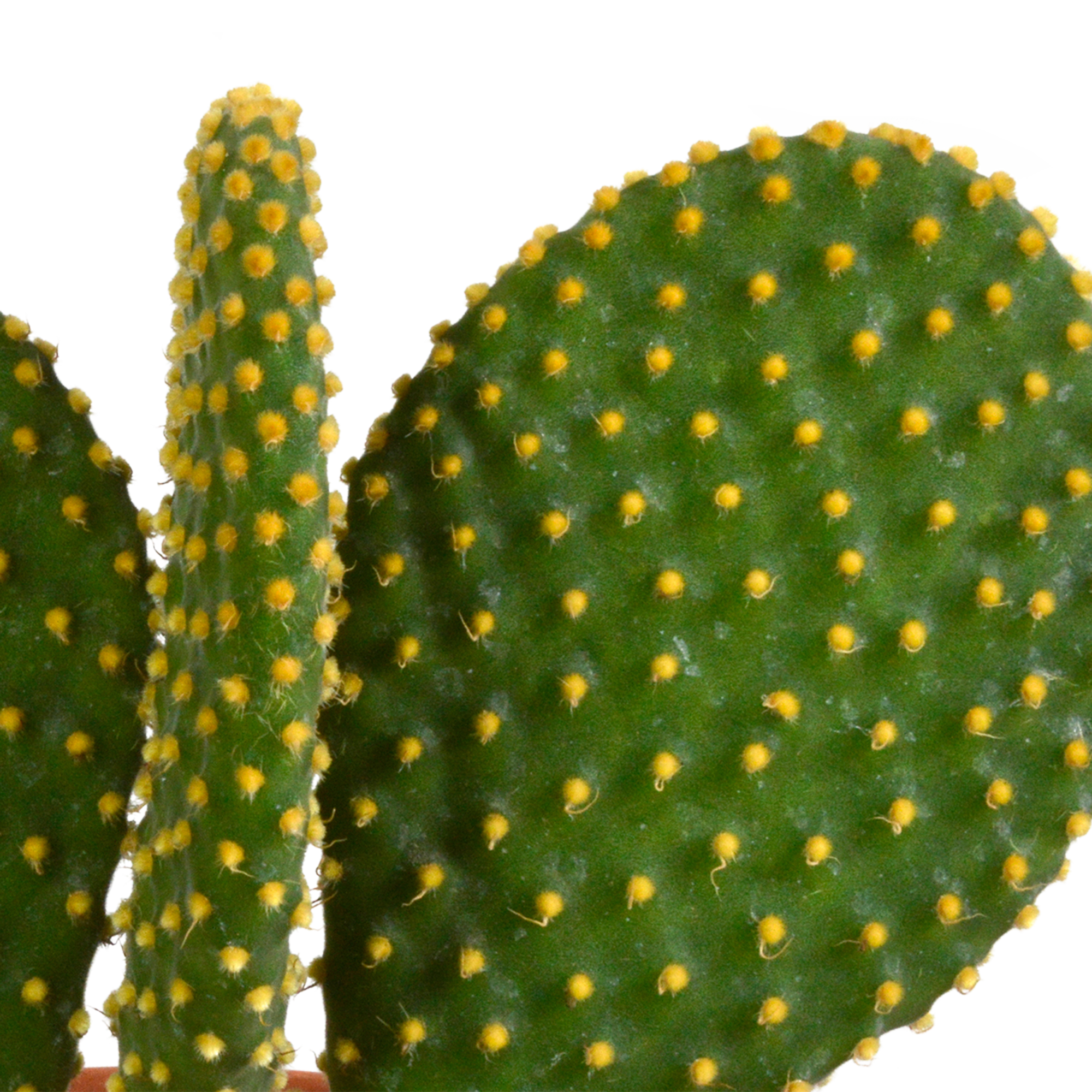 Cactus mix 10.5 cm - 3x - 12cm zonder pot