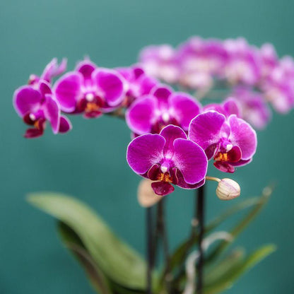 Kolibri Orchids | Paarse orchideeënset in Como dish incl. waterreservoir | twee paarse Morelia orchideeën 9cm