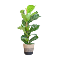 Ficus Lyrata met Mand Lissabon zwart - 80cm - Ø21