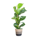 Ficus Lyrata met Mand Lissabon zwart - 80cm - Ø21