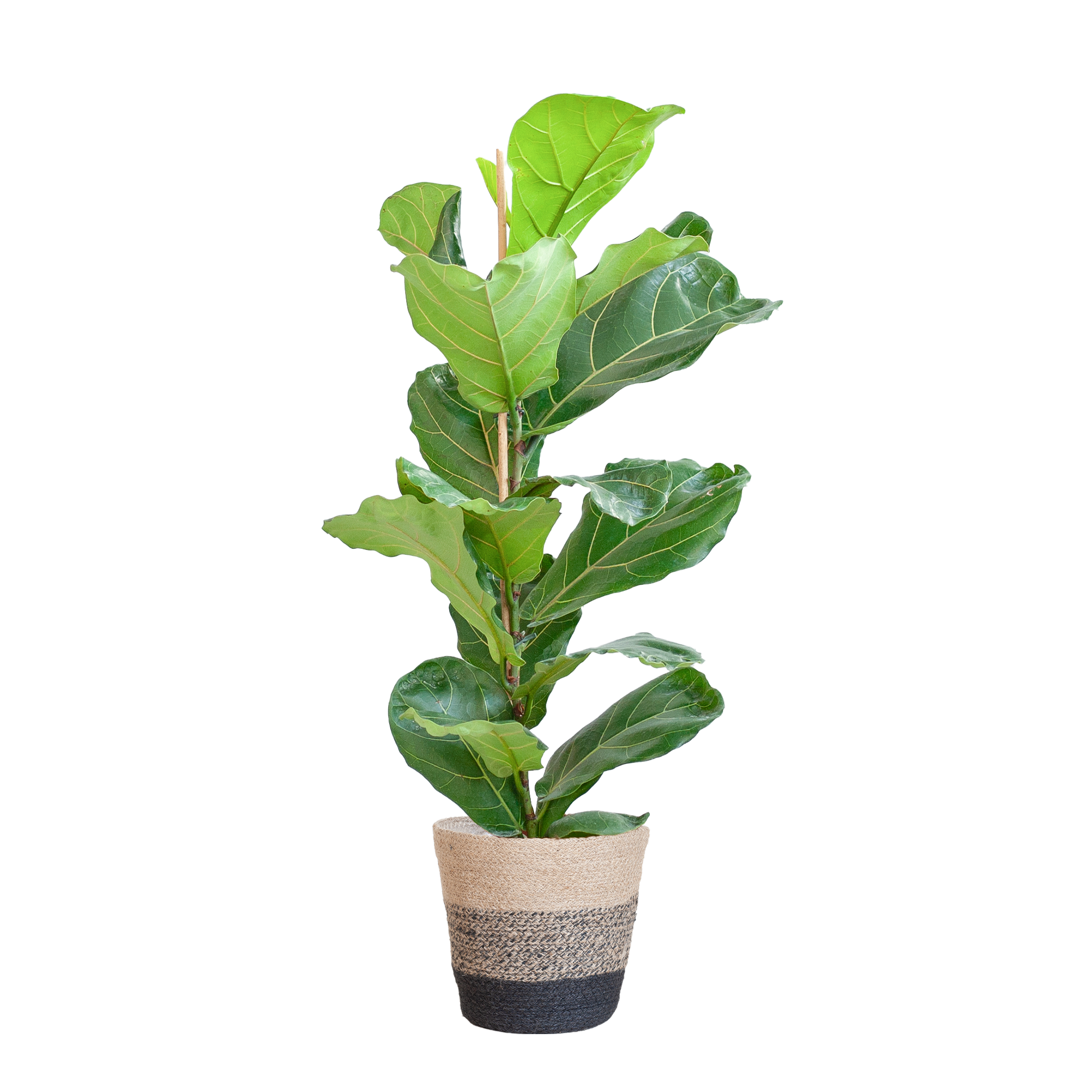 Ficus Lyrata met Mand Lissabon zwart - 80cm - Ø21