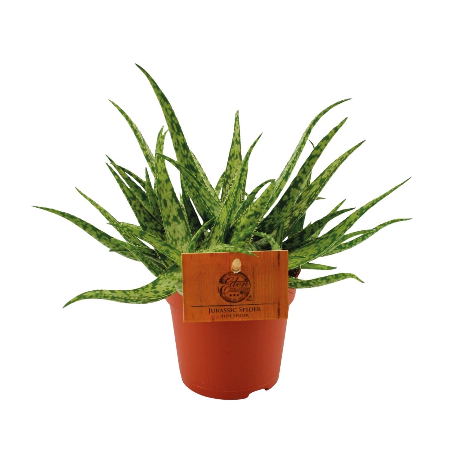 Aloe Spider – Aloe kamerplant