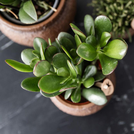 Crassula Ovata – Jadeplant kamerplant