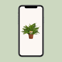 Blechnum Silver Lady - Ø17cm - ↕50cm