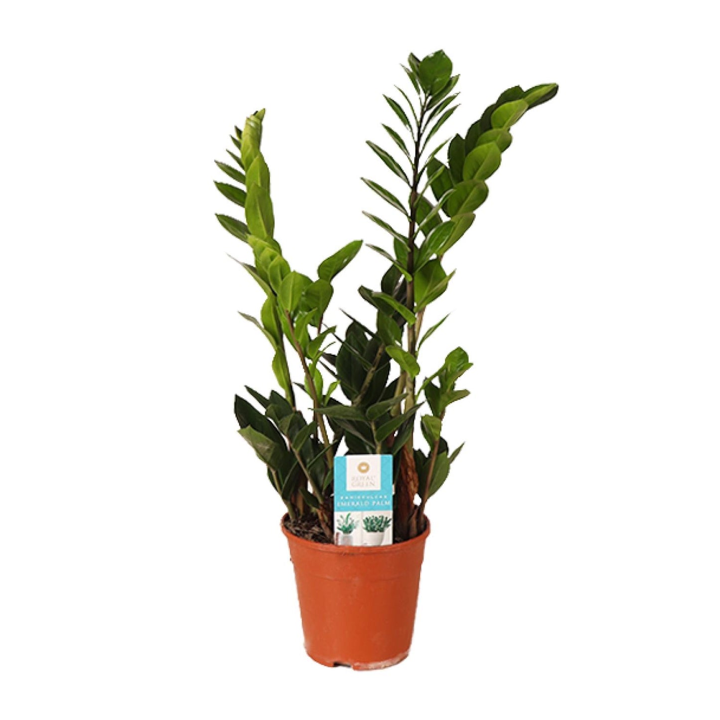 Zamioculcas Zamiifolia – ZZ-plant kamerplant