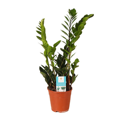 Zamioculcas Zamiifolia – ZZ-plant kamerplant