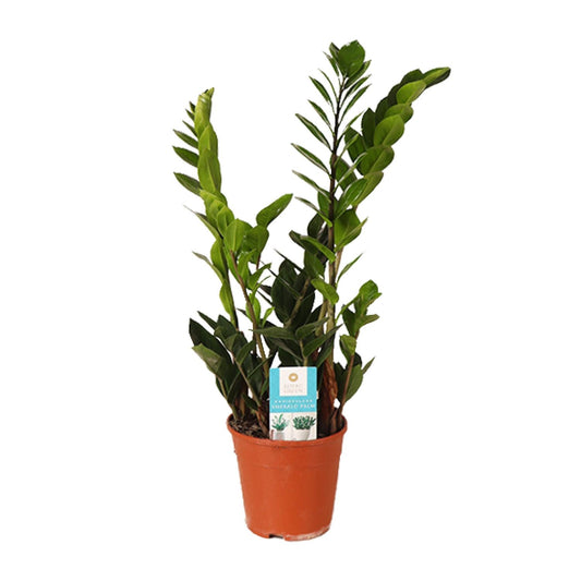 Zamioculcas Zamiifolia – ZZ-plant kamerplant