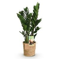 Zamioculcas Zamiifolia – ZZ-plant kamerplant