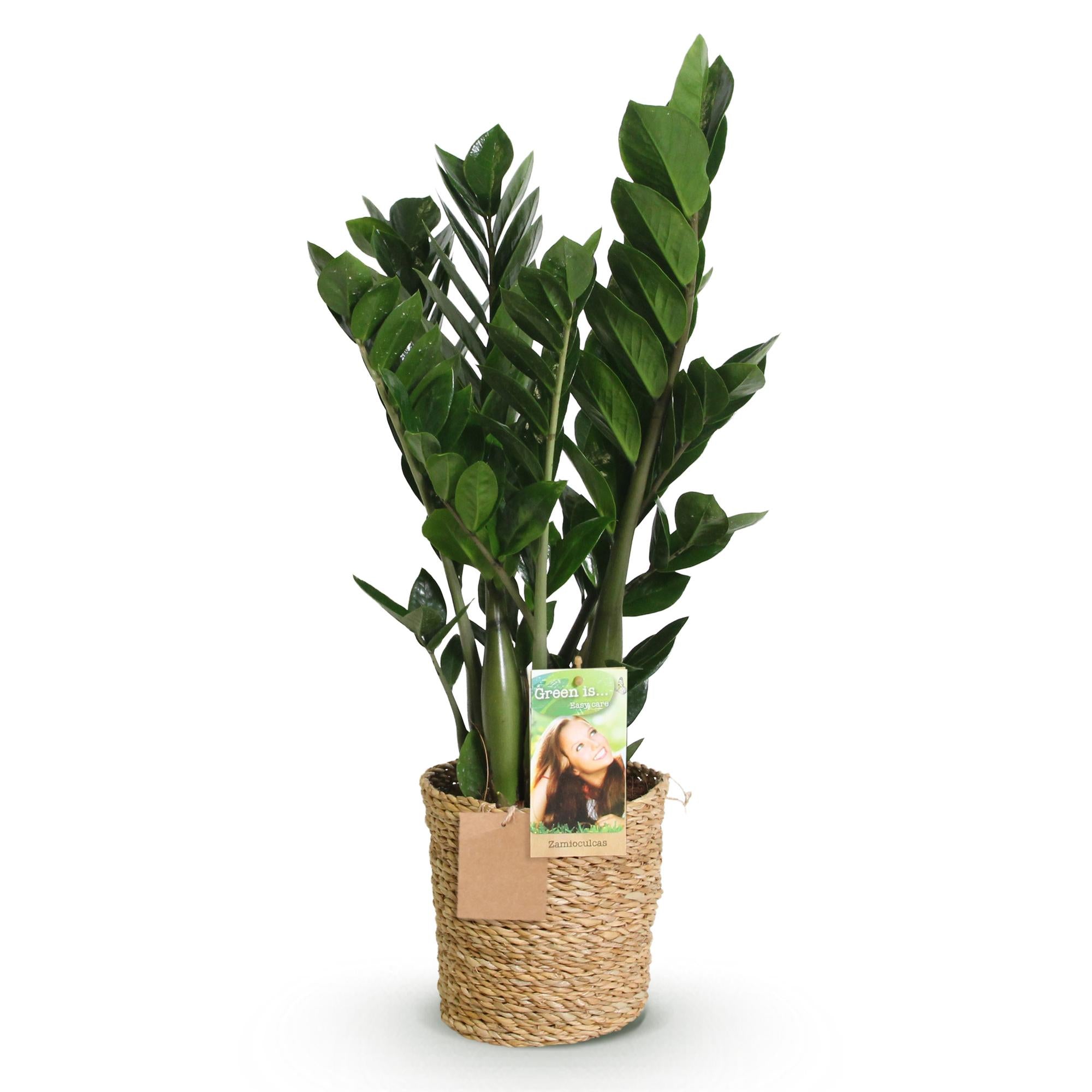 Zamioculcas Zamiifolia – ZZ-plant kamerplant