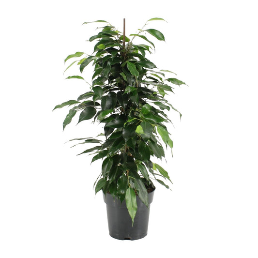 Ficus Benjamina – Treurvijg kamerplant