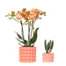 Kolibri Company | Plantenset Poppy oranje | Oranje Phalaenopsis Orchidee Jamaica en Succulent incl. keramieken sierpotten