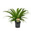 Asplenium Osaka - Ø17cm - ↕40cm