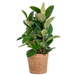 Ficus Elastica Robusta XL met mand Torun - 90cm - Ø27