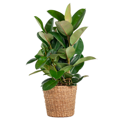 Ficus Elastica Robusta XL met mand Torun - 90cm - Ø27
