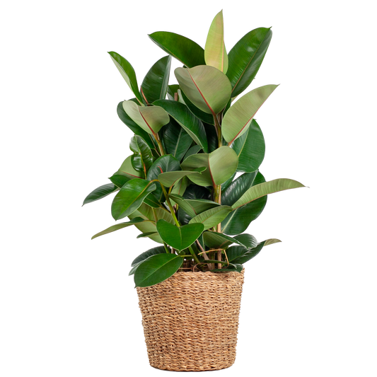 Ficus Elastica Robusta XL met mand Torun - 90cm - Ø27