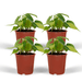 Philodendron Scandens Brasil - 4 stuks - Ø12cm - ↕15cm