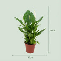 Spathiphyllum – Lepelplant kamerplant