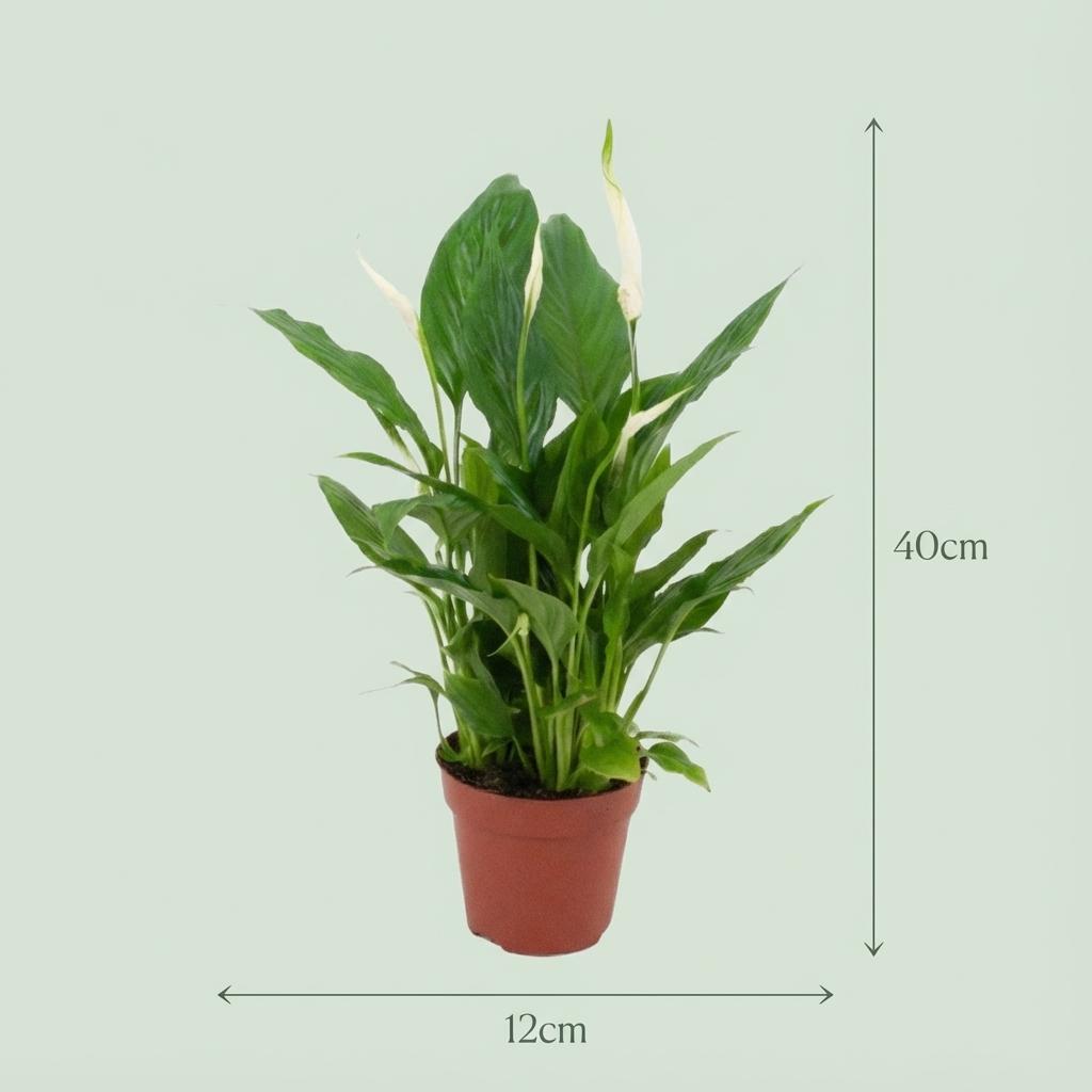 Spathiphyllum – Lepelplant kamerplant