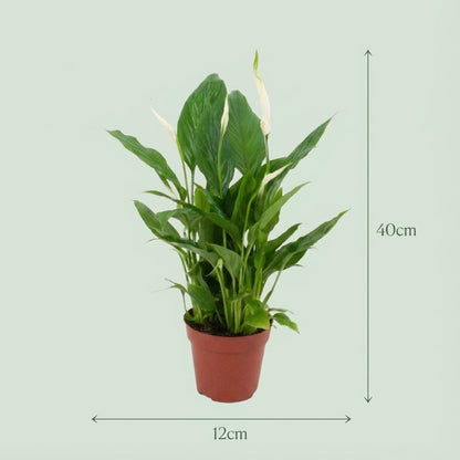 Spathiphyllum – Lepelplant kamerplant