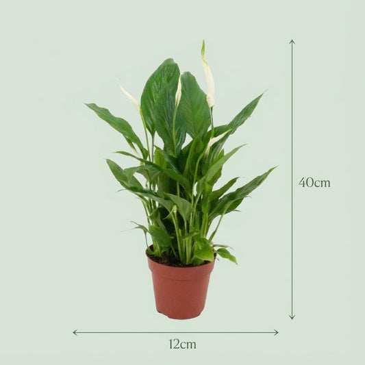 Spathiphyllum – Lepelplant kamerplant
