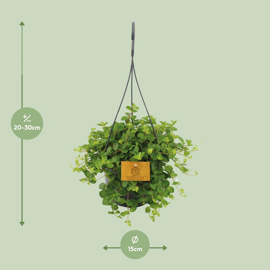 Peperomia Rotundifolia – Dwergpeperomia hangplant