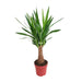 Yucca 