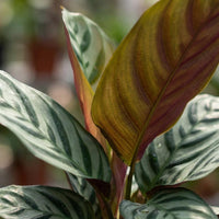 Ctenanthe burle-marxii – Visgraatplant