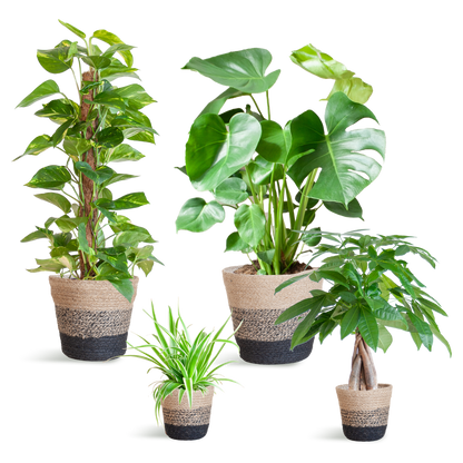Easy care Plantenbox - medium - met Mand Lissabon zwart