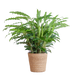 Calathea Rufibarba met Sofia mand naturel - 55cm - Ø17