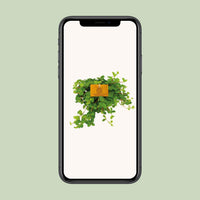 Peperomia Rotundifolia – Dwergpeperomia hangplant