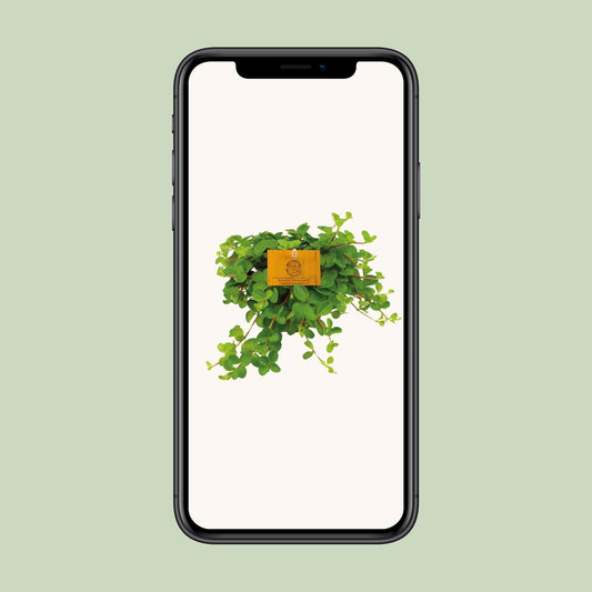 Peperomia Rotundifolia – Dwergpeperomia hangplant