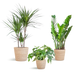 Schaduw Plantenbox - medium - met mand Sofia