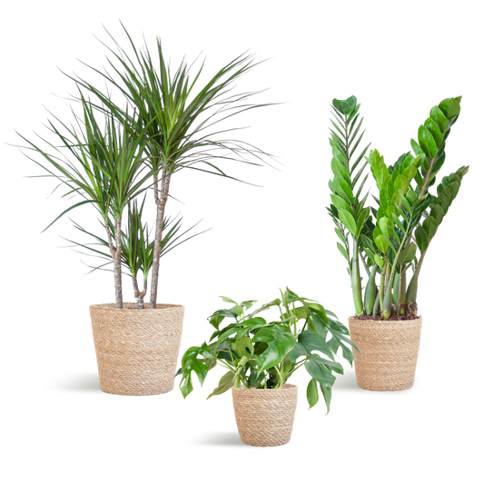 Schaduw Plantenbox - medium - met mand Sofia