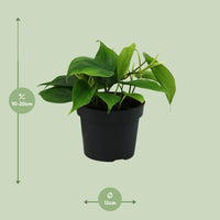 Philodendron Scandens – Hartbladige philodendron hangplant