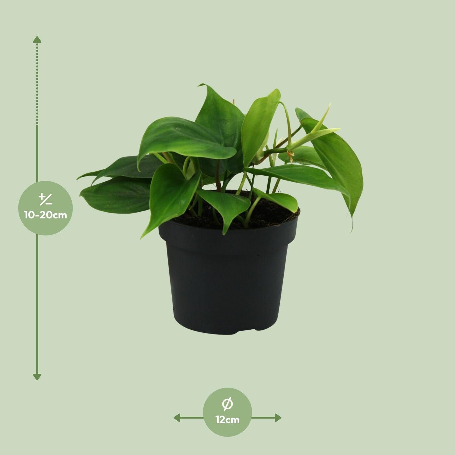 Philodendron Scandens – Hartbladige philodendron hangplant