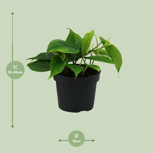 Philodendron Scandens – Hartbladige philodendron hangplant