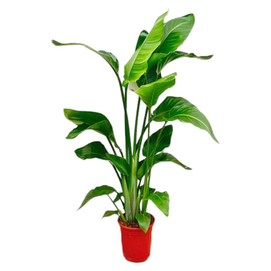 Strelitzia Nicolai - 70-90 cm - ø17