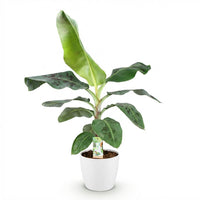 Musa Dwarf Cavendish – Bananenplant kamerplant
