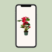Anthurium Red - Ø12cm - ↕40cm