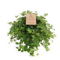 Peperomia Rotundifolia – Dwergpeperomia hangplant