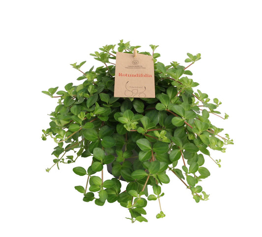 Peperomia Rotundifolia – Dwergpeperomia hangplant